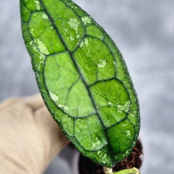 Hoya Clemensiorum Borneo #001         