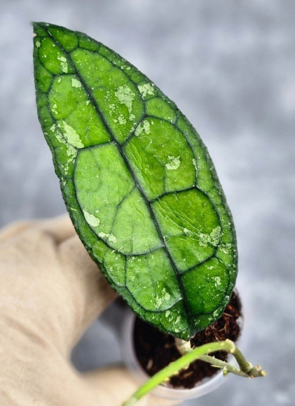 Hoya Clemensiorum Borneo #001         