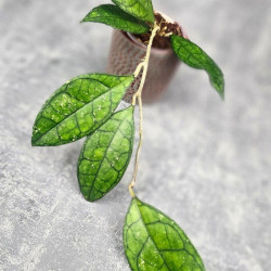 Hoya Clemensiorum Sarawak #002  