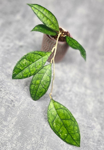 Hoya Clemensiorum Sarawak #002  