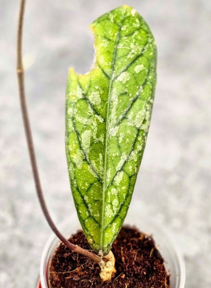 Hoya Tanggamus Splash  