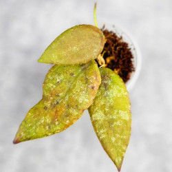 Hoya Caudata Aceh Red Leaf  