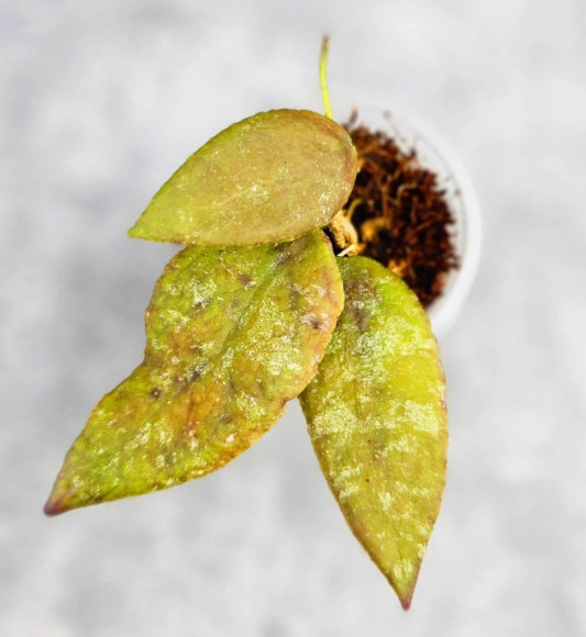 Hoya Caudata Aceh Red Leaf Hoya Caudata Aceh Red Leaf