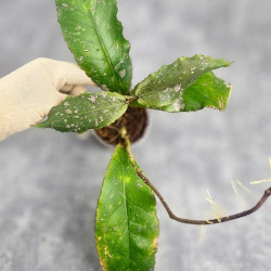 Hoya Undulata Red Leaf  
