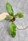 Hoya Undulata Red Leaf  