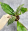 Hoya Undulata Red Leaf  