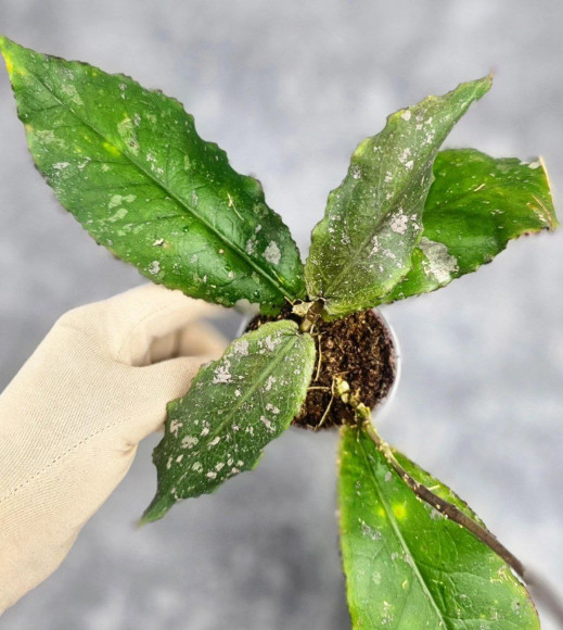 Hoya Undulata Red Leaf Hoya Undulata Red Leaf