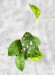 Hoya Sp Kalbar 