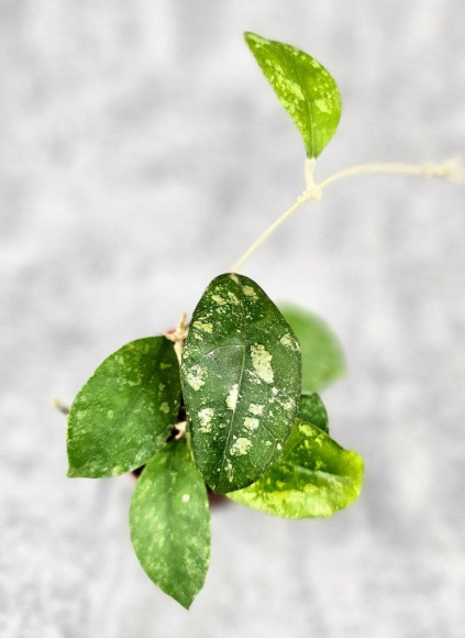 Hoya Sp Kalbar 
