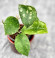 Hoya Sp Kalbar 