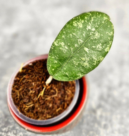 Hoya Sp Kalbar Hoya Sp Kalbar