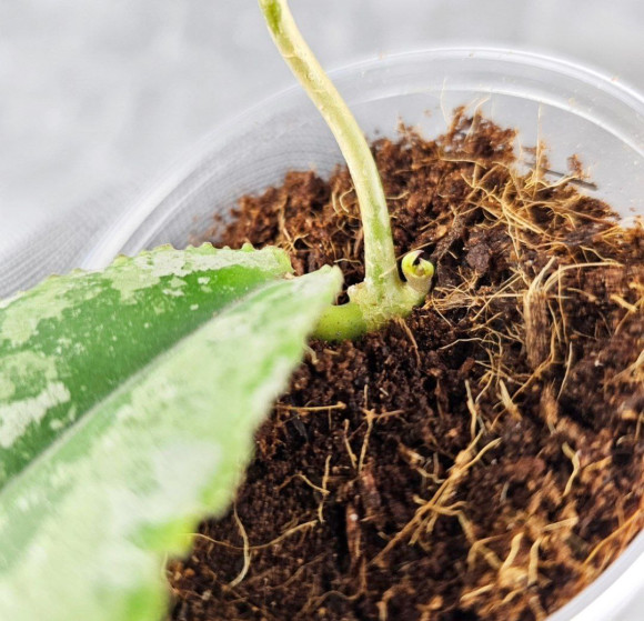 Hoya Undulata Aceh Silver Hoya Undulata Aceh Silver