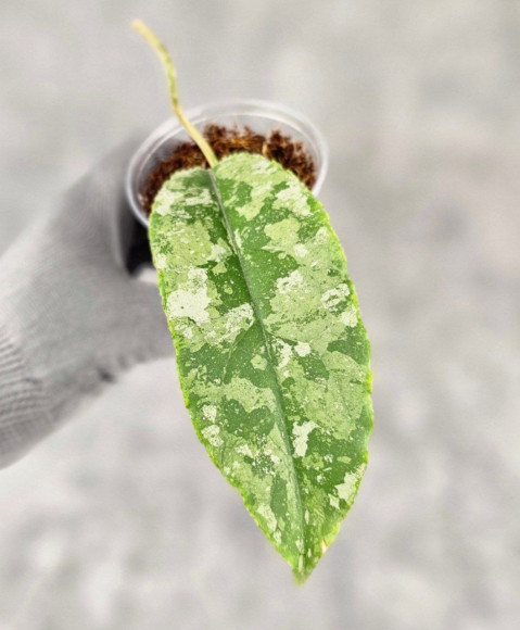 Hoya Undulata Aceh Silver Hoya Undulata Aceh Silver