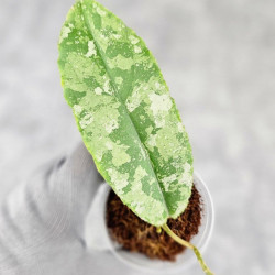 Hoya Undulata Aceh Silver 