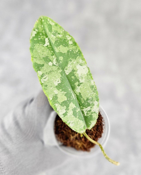 Hoya Undulata Aceh Silver Hoya Undulata Aceh Silver