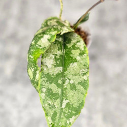 Hoya Undulata Aceh Silver 