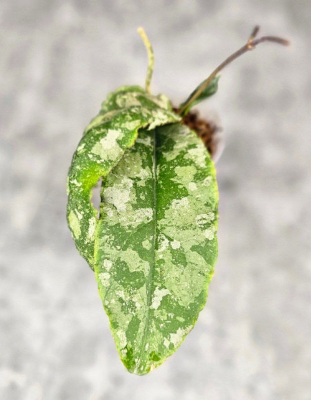 Hoya Undulata Aceh Silver 