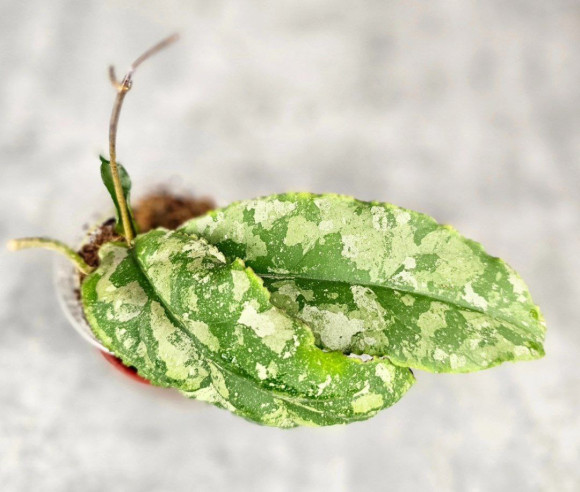 Hoya Undulata Aceh Silver 