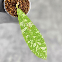 Hoya Kaikoeana High Splash  