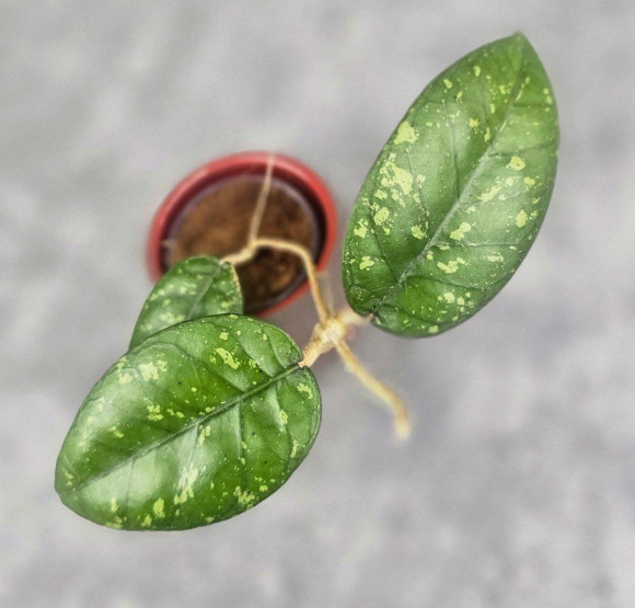 Hoya Sp. Aceh ABS 005 Hoya Sp. Aceh ABS 005