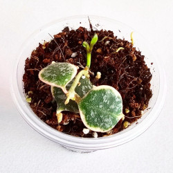 Hoya Curtisii Albo  