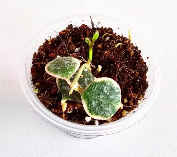 Hoya Curtisii Albo  