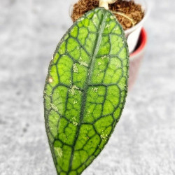 Hoya Clemensiorum Aceh #023                                          