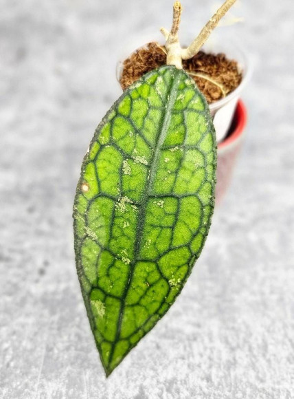 Hoya Clemensiorum Aceh #023                                          
