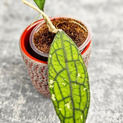 Hoya Clemensiorum Aceh ar #067