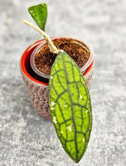 Hoya Clemensiorum Aceh ar #067 Hoya Clemensiorum Aceh ar #067