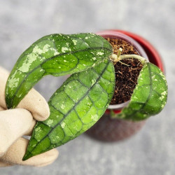 Hoya Clemensiorum Borneo #001  