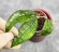 Hoya Clemensiorum Borneo #001  