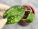 Hoya Clemensiorum Borneo #001  