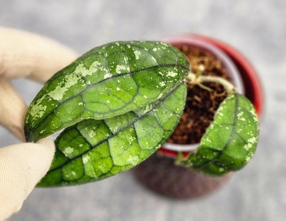 Hoya Clemensiorum Borneo #001 Hoya Clemensiorum Borneo #001