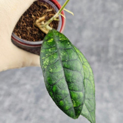 Hoya Clemensiorum Sarawak #002  