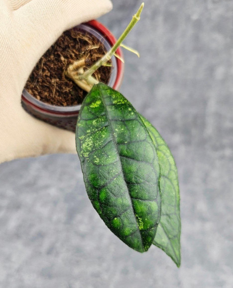 Hoya Clemensiorum Sarawak #002  