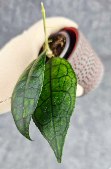 Hoya Clemensiorum Sarawak #002  