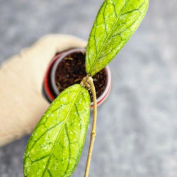 Hoya Tanggamus Splash   