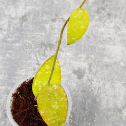 Hoya Caudata Aceh Red Leaf 