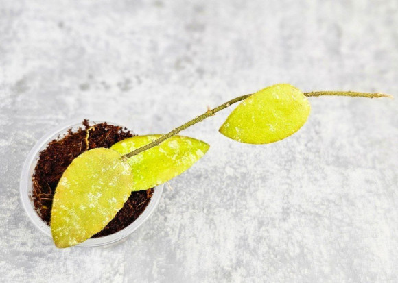 Hoya Caudata Aceh Red Leaf Hoya Caudata Aceh Red Leaf