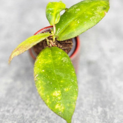 Hoya Undulata Red Leaf   