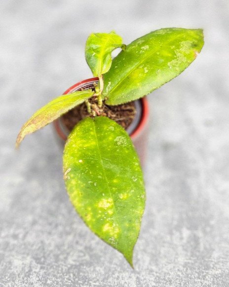 Hoya Undulata Red Leaf   