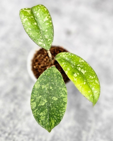 Hoya Sp Kalbar 