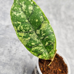 Hoya Calistophylla Black Splash  