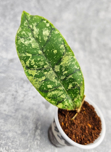 Hoya Calistophylla Black Splash Hoya Calistophylla Black Splash