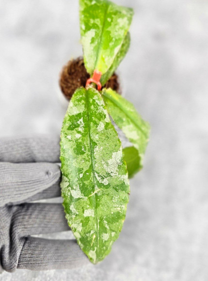 Hoya Undulata Aceh Silver Hoya Undulata Aceh Silver