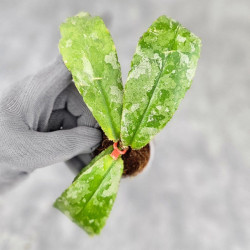 Hoya Undulata Aceh Silver  