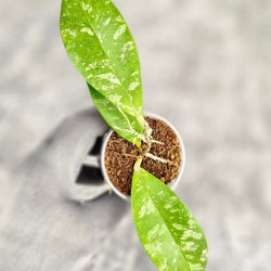 Hoya Kaikoeana High Splash  