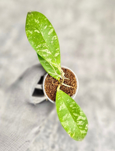 Hoya Kaikoeana High Splash Hoya Kaikoeana High Splash