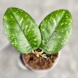 Hoya Sp. Aceh ABS 005 